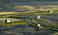 776 - ABANDONED SALT PANS 004 - PODNAR JANEZ - slovenia